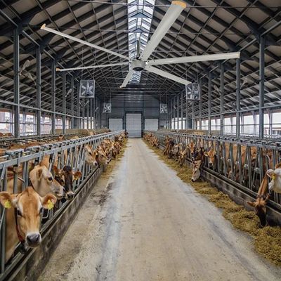 800 m3/h Volume d'aria 6,1-7,3 M Volume elevato Ventilatore a bassa velocità per la circolazione dell'aria